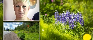 Invasion av invasiva arter i Norrbotten • Bybornas stora oro: "Det fullkomligt exploderade" 