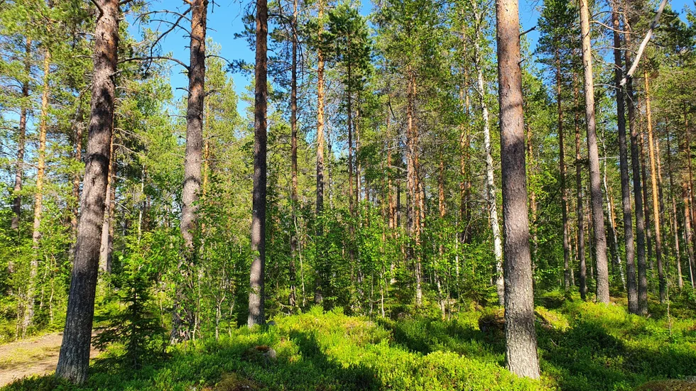 Skogen i sin vackra sommarskrud ger ett fridfullt, nästan meditativt, intryck. Men där utspelar sig kraftfulla politiska strider.