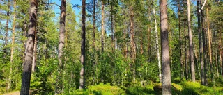Bäddat för fortsatta skogskonflikter