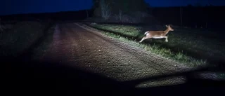 Personbil i krock med älg