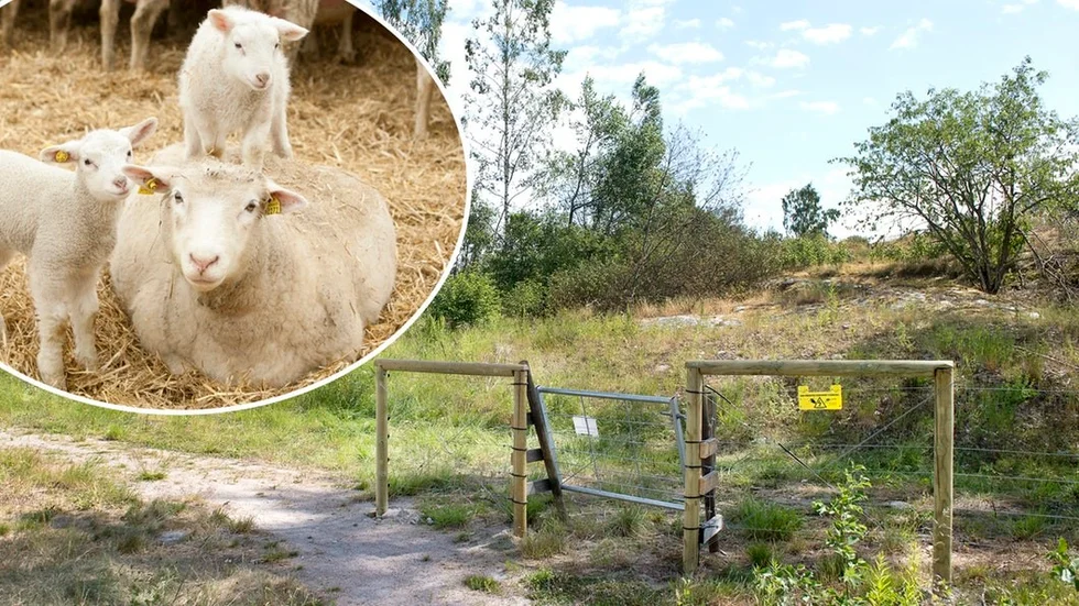 Här får fåren sin nya hemvist. Fungerar det bra är tanken att får ska återkomma till platsen varje sommar.
