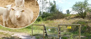 Här är Brandholmens nya invånare: "Det blir roligt för oss som bor här"