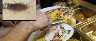 Restaurang stängdes efter skadedjursproblem – stora brister i städningen: "Finns silverfisk, malar och larver"
