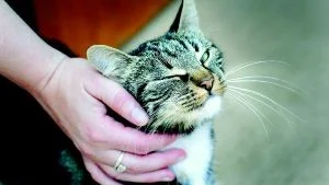 Lämnad att dö. Katten Luna kedjades fast vid en bänk, förmodligen för att dö. som tur var blev hon hittad i tid och nu utforskar hon nyfiket sin omgivning på katthemmet. Foto: Elin Lundholm