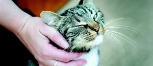 Katt fastkedjades för att dö