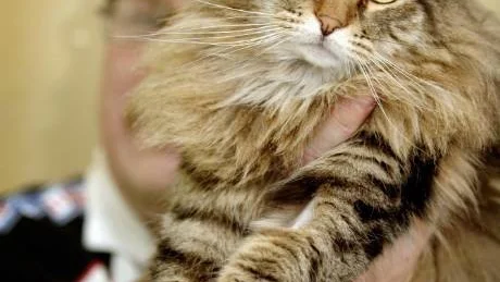 Visar framtassarna. Katten Tophat har mycket att göra i helgen. Under två dagar ska han tävla i en kattutställning på en djuraffär i Västervik. Vinner han publikens hjärta kan han kalla sig årets Lussekatt.Foto: Elin Lundholm