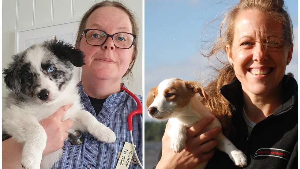Veterinärerna Eva Svärd på Fäcklinge gård i Tierp och Anna Norlin vid Distriktsveterinärerna som bland annat har verksamheter i Tierp, Östhammar och Heby.