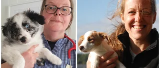 Stor brist på hundvaccin – veterinären orolig: ”Största bristsituationen jag kan minnas”