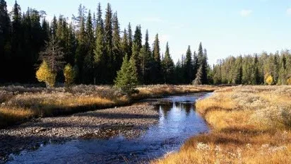 Naturvårdsverket prioriterar att göra naturreservatet Reivo i Arvidsjaur till en nationalpark. Foto: Thomas Öberg/Länsstyrelsen.