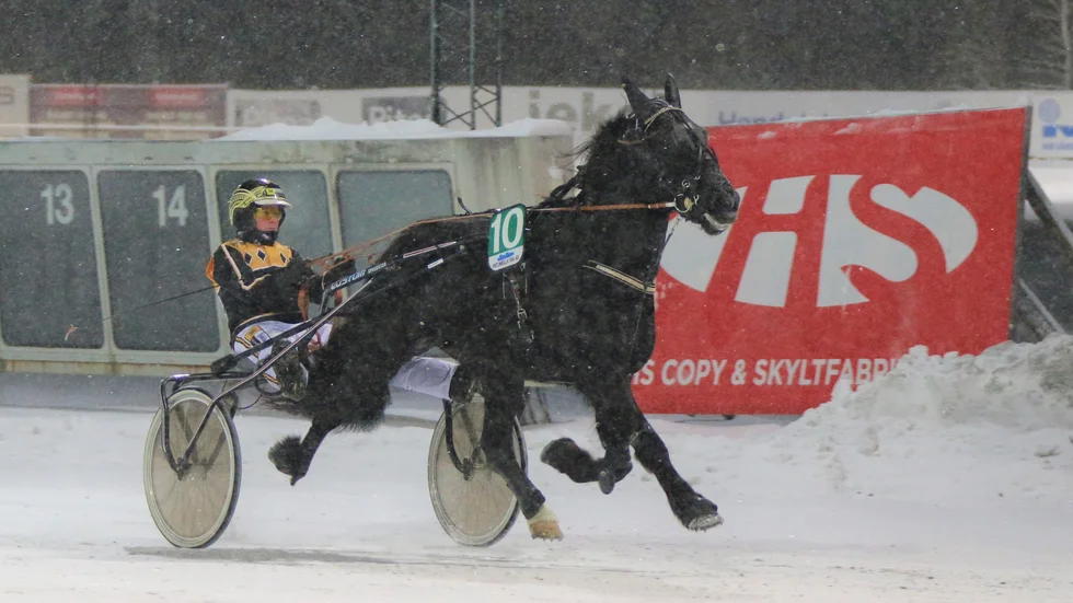 Stjärnstorm (Katarina Palomäki) vann Hästägarkannan för kallblod på Bodentravet ifjol i lätt snöfall och på isad bana. Det blir ett annat underlag och annan kusk (Mika Forss) när hästen ska försöka försvara titeln, torsdag kväll.