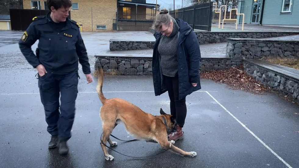 När polishunden Disco letade efter narkotika fann han en liten påse på Correns reporter, Lotta Willsäter.