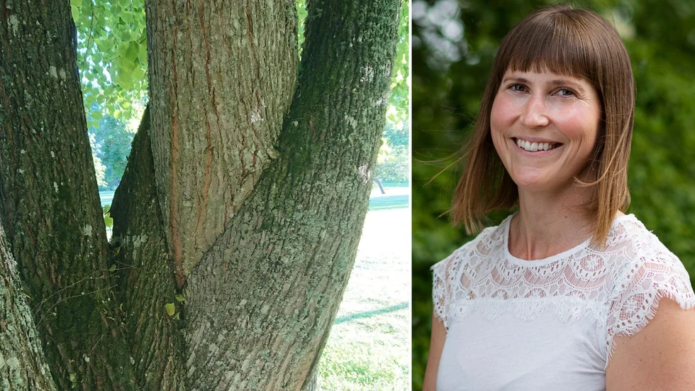 "Det är häftigt med ett så stort träd som flätar sig kring en av sina egna stammar. Att trädet ser ut som det gör kan bland annat bero på yttre påverkan av något slag", säger Ulrika Lagerlöf om det knasigaste trädet i Uppland. Hon är kommunikationsansvarig på Skogssällskapet.