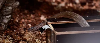 Skansen-akvariet: "Gått igenom alla terrarier"