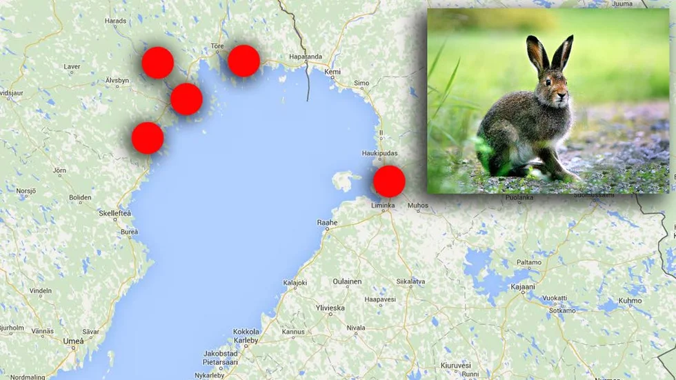 UTBRETT UBROTT. I Norrbotten är det främst Luleå och Boden som har drabbats av harpestutbrottet. I Finland har ett utbrott upptäckts i Uleåborg, men ingen har ännu insjuknat. Finska myndigheter vet inte om utbrottet hör ihop med det svenska.