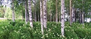 God morgon – så här blir dagens väder