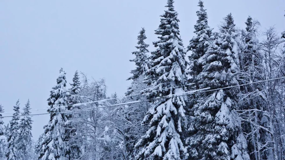 MARDDRÖMSSNÖN. Vattenfall fruktar att blötsnö ska frysa och förstöra elledningar i inlandet. (Arkivbild från fjolårets stora störningar)
