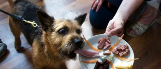 Julen – fylld av faror för hund och katt