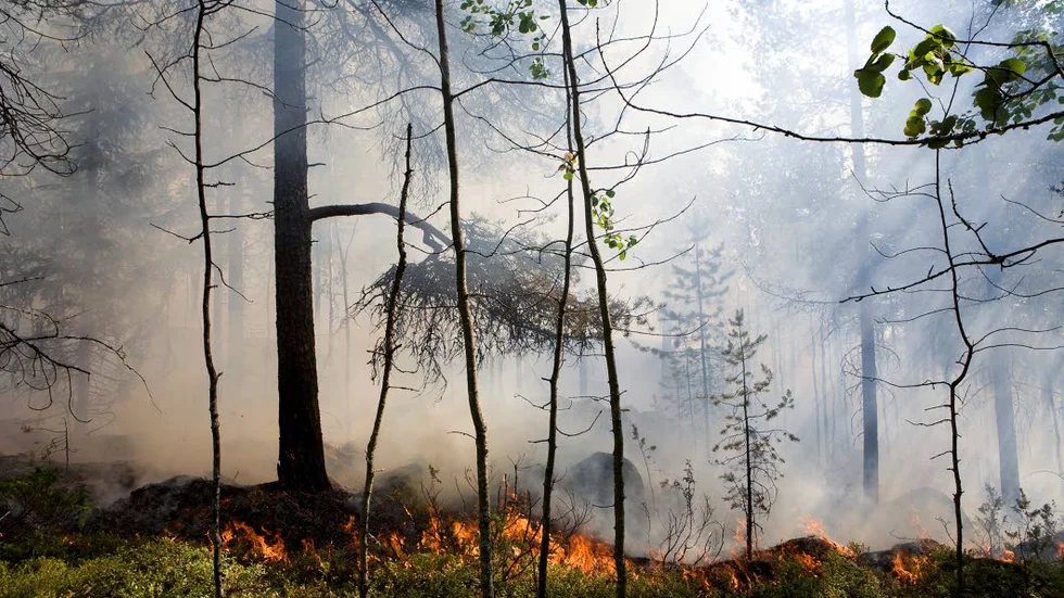 tänt var det här... Efter en skogsbrand frodas vissa typer av växter och svampar.