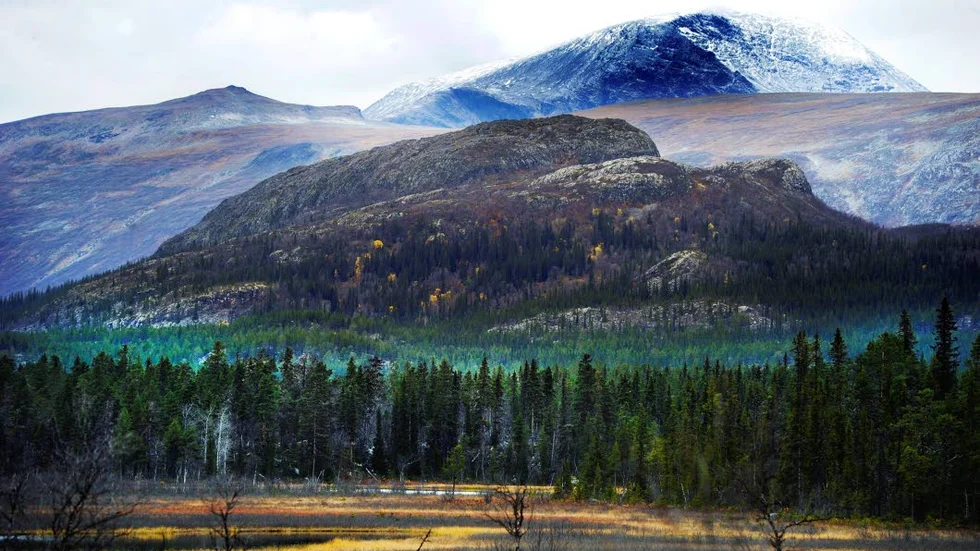 SKYDDAS. Gammelskogen i Änok, på gränsen till Sarek och världsarvet Laponia, får inte avverkas. Det har Högsta förvaltningsdomstolen slagit fast.