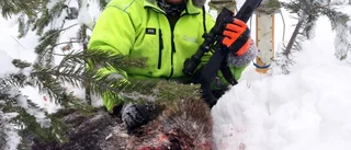 Han fällde ett vildsvin – i Tornedalen!