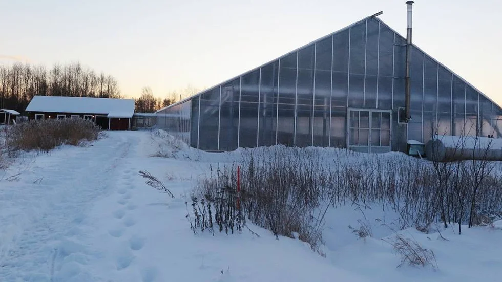 Det 2 000 kvadratmeter stora växthuset på Pitholm är sålt på anbud, men några tomater lär inte odlas där. (Arkivbild)