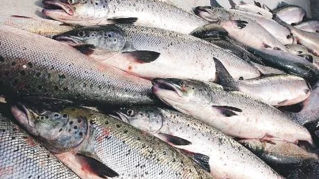 yrkesfiskare i Haparanda skärgård. Seskarö. Lax. Sik. Fiske.