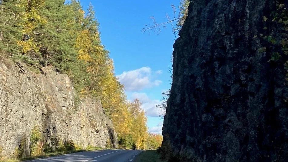 "Det är inte ett jättestort träd men det ska definitivt inte hänga över vägen så där", säger Trafikverkets projektledare Henric Thorell.