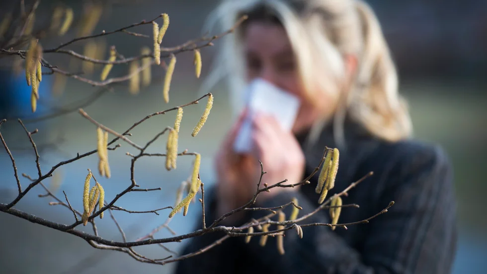Det är dags! Pollensäsongen är över oss och först ut som vanligt är hadsel och al. Än har de inte riktigt kommit igång, på grund av den långa kalla vintern, men pollen kan finnas i luften ändå och förklara din förkylningskänsla och kliande ögon.