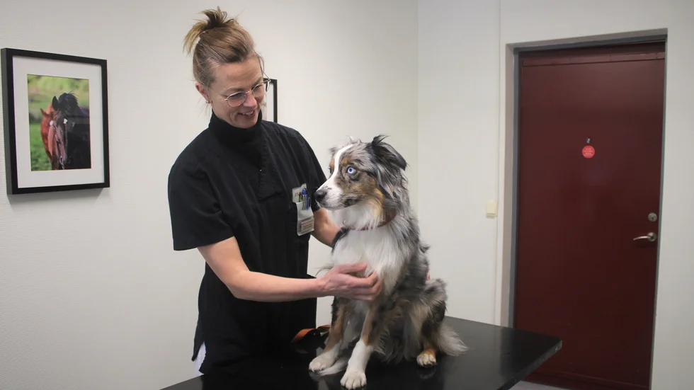 Tina Nord Roos, legitimerad djurvårdare, ska klippa klorna på en av medarbetarnas hundar. Hos Distriktsveterinärerna i Borensberg har de mycket att göra, men ibland finns det tid att ta hand om de egna hundarna mellan kunderna.
