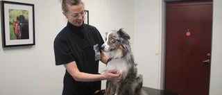 Veterinärbristen drabbar Borensbergkliniken