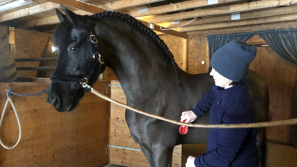 Freerk blir ompysslad av Isabelle i stallgången. 