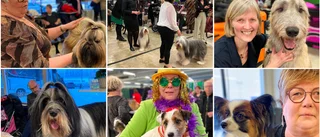 Vimmel på färgsprakande och glittrande hundfest