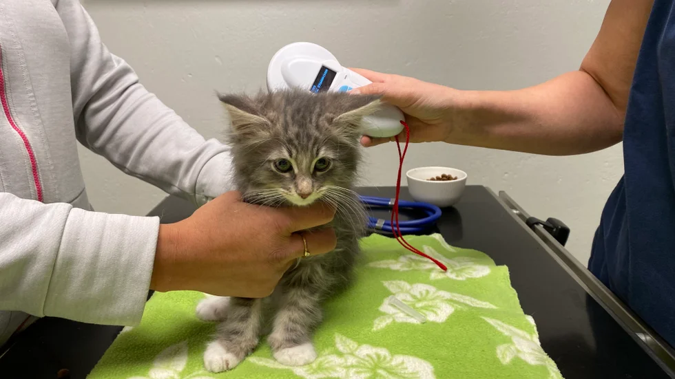 Att ta sitt djur till veterinären kan kosta mycket pengar, framför allt om det saknas försäkring.