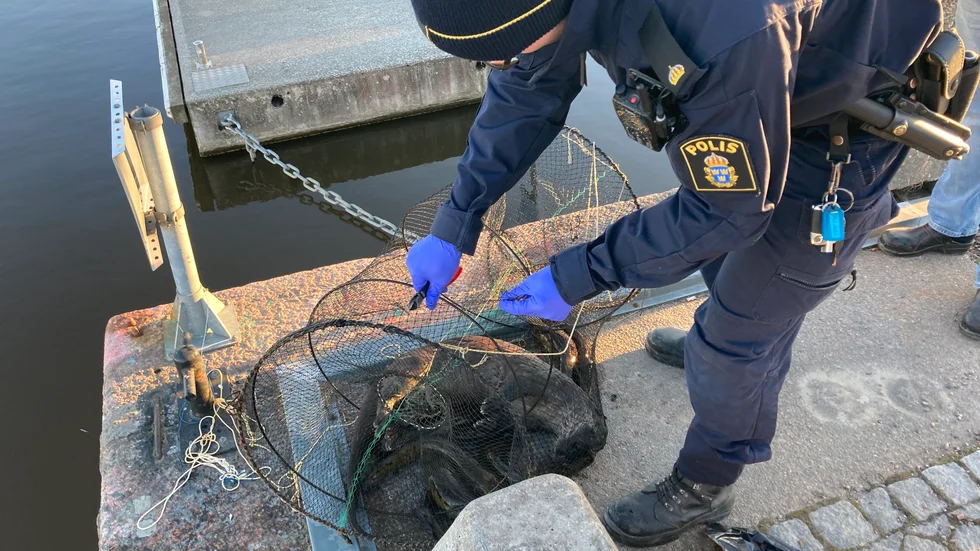 En död utter hittades i mjärde av Nyköpingsbon Magnus Eriksson i hamnen i Nyköping under onsdagseftermiddagen.