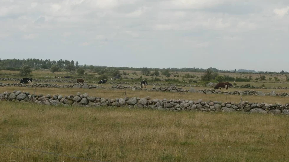 Stora Alvaret på Öland.