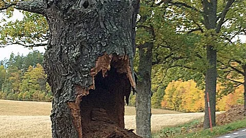 Ihålig. Innamätet rasade ut ur eken vid Casimirsborg.