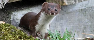 Nyfiken krabat vann i april