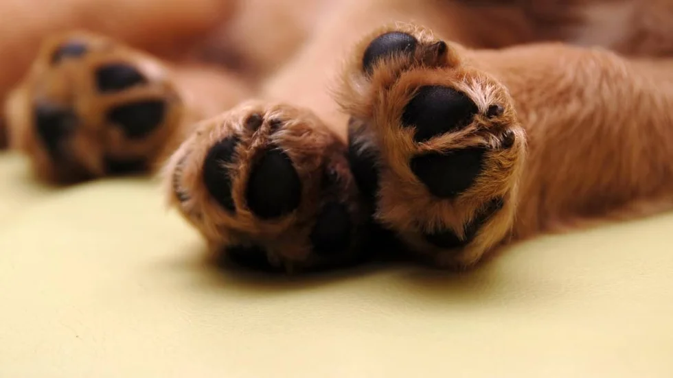 Hunden på bilden har ingenting med händelsen i artikeln att göra. Det är okänt vilka hundraser som var inblandade.