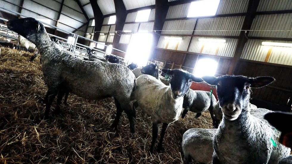 Smittrisk. Djur från livsmedelsproduktion får inte läggas ut i naturen om de avlider. Anledningen är smittrisken. Bilden tagen vid fåruppfödning på annat håll i landet.