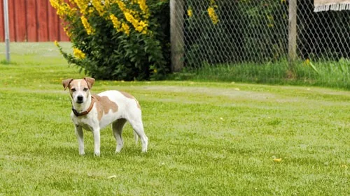 Liten okänd Jack Russel.