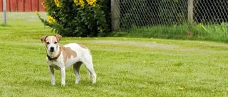 En hund i fel sällskap