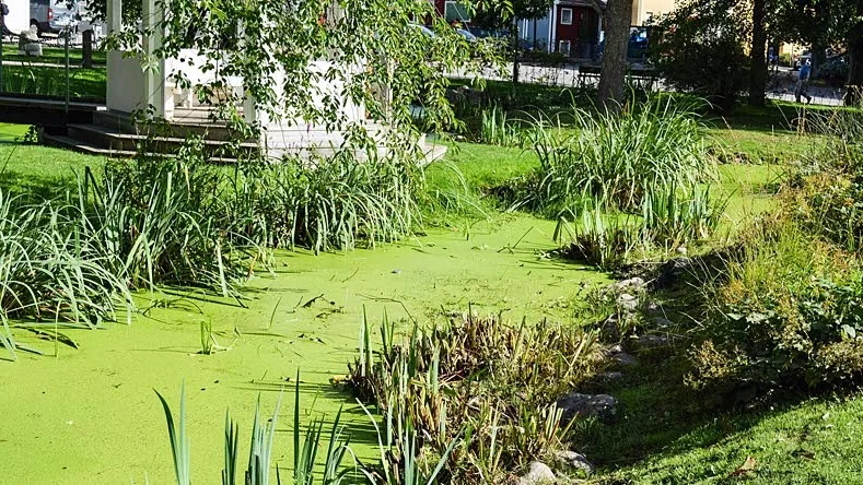 Det är en grön sörja som täcker dammarna i Trädgårdsföreningen just nu.