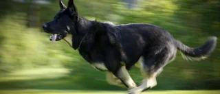 Hund gick till attack