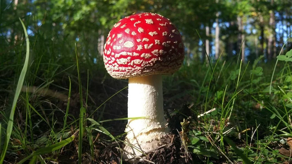 Vinnaren av Månadens bild september 2017 på mvt.se.