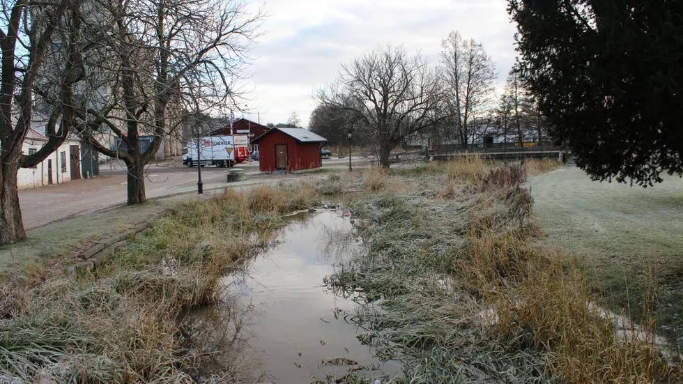 Borde rensas. En Gamlebybo är kritisk till att Gamlebyån tillåts växa igen.