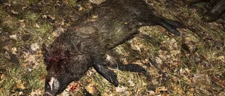 Stal vildsvin från jägare