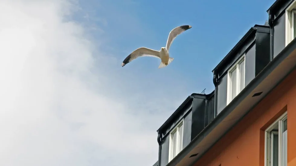 Skribenten gillar inte fiskmåsar.