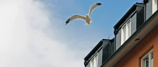 En hatisk dikt till ett högljutt vårtecken