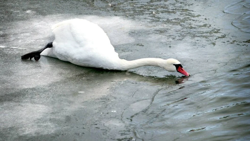 Vintern kan vara hård för sjöfåglarna. Hur många svanar stannar här i vinter?