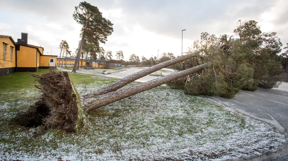 Stormen Alfrida drog in över Gotland från norr i januari i år, ovanligt, då de flesta vindar kommer från sydväst.